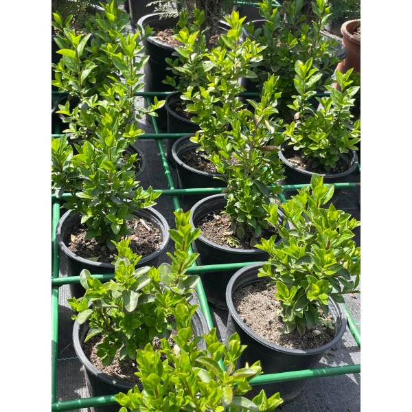Ligustrum Оvalifolium - Лигуструм  вечнозелен