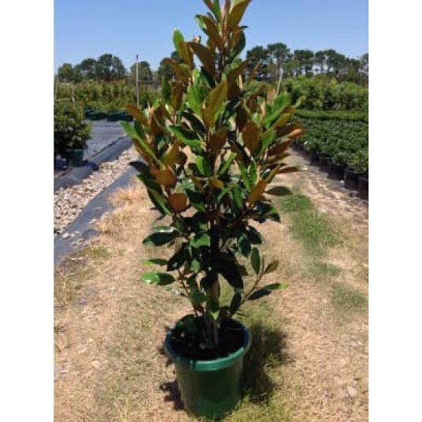 Magnolia Grandiflor                  150см  - Магнолия вечнозелена