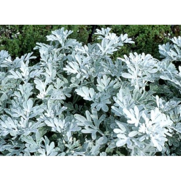 Artemisia -  Пелин