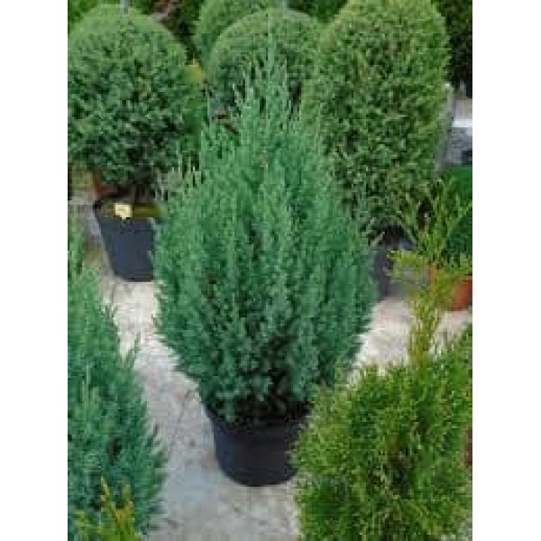 Juniperus Sabina Hynensis - Хвойна Сабина