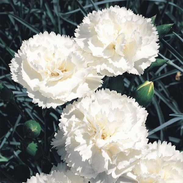 Dianthus (white) - Карамфил Бял