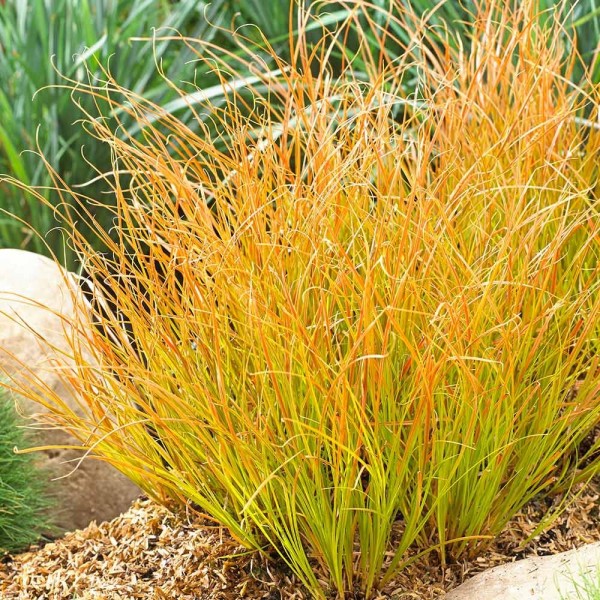 Carex Prairie Fire–Карекс
