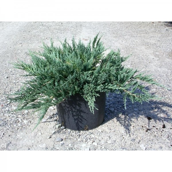 Juniperus Horisontalis Blue Chip- Хвойна Хоризонталис
