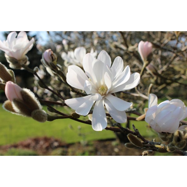 Magnolia Stelata                 80–100см - Магнолия 
