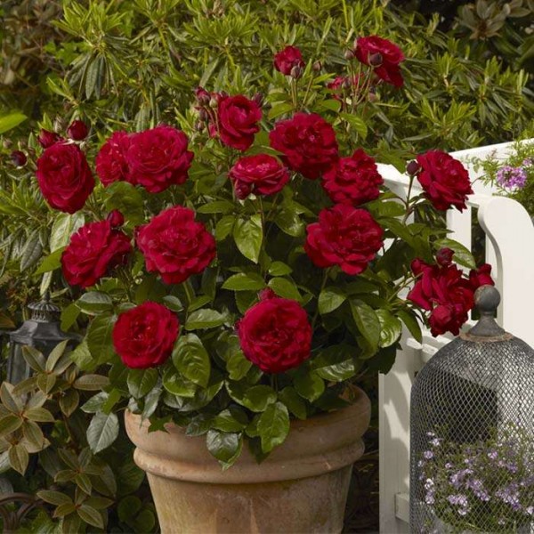 Rosa hybrida - Роза  Хибрида