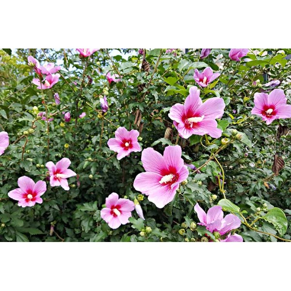 Hibiscus  Syriacus- Хибискус/ Китайска роза