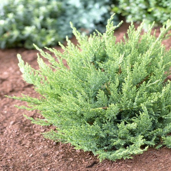 Juniperus Sabina Coloured- Хвойна Сабина