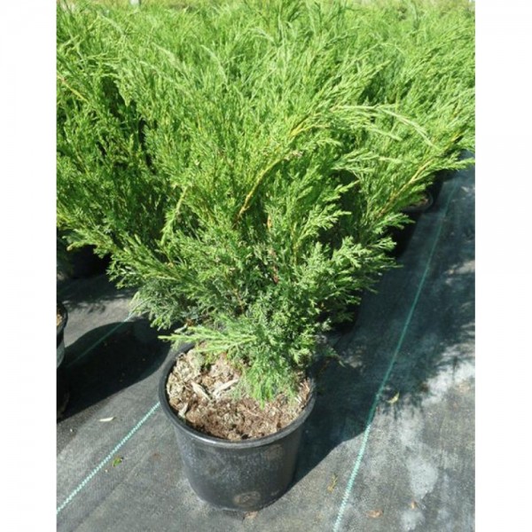 Juniperus Sabina (green) - Хвойна  Сабина зелен
