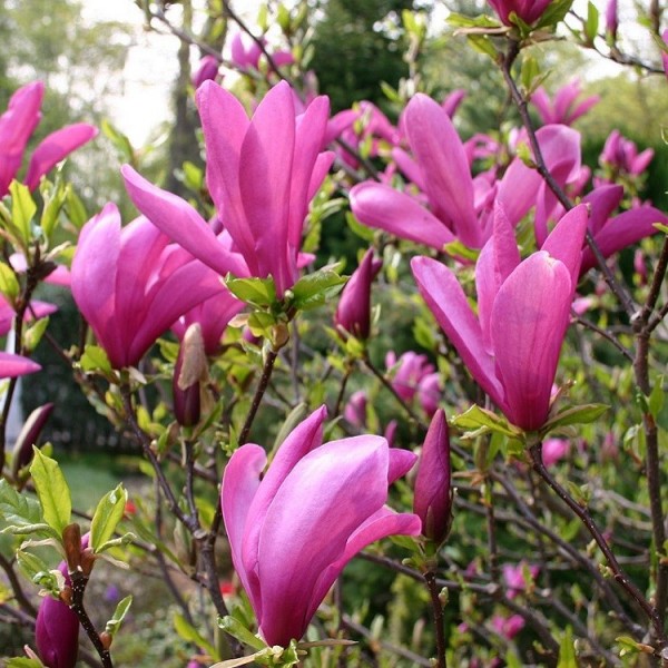 Magnolia Susan                   80–100см - Магнолия